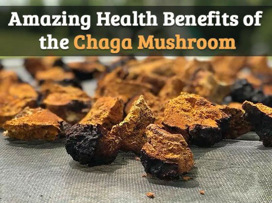 Excellent Health Advantages of the Chaga Mushroom